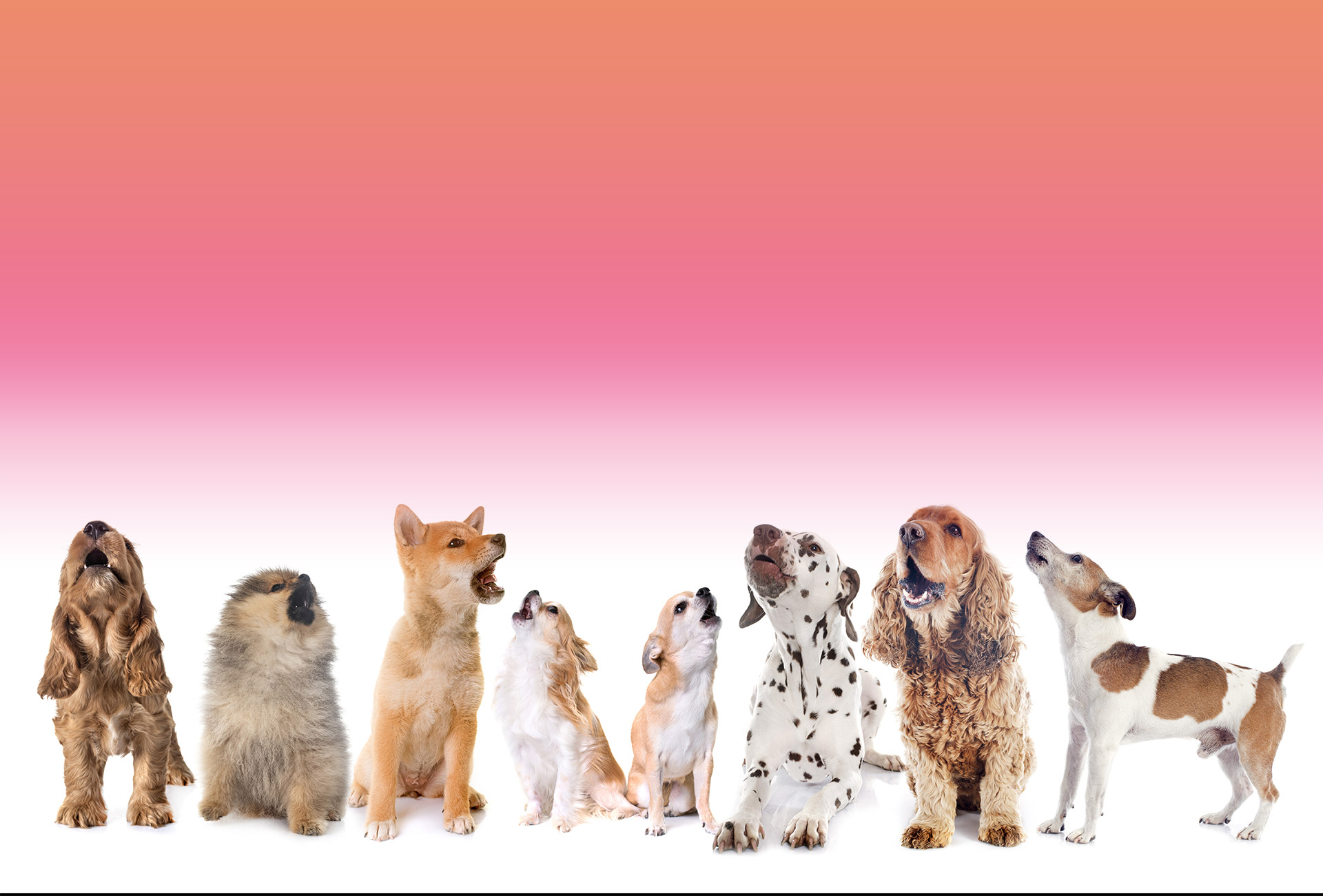 home_slider2